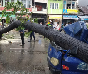 Nhiều cây xanh ở TP.HCM liên tục bị bật gốc trong mưa gió lớn, vì sao?