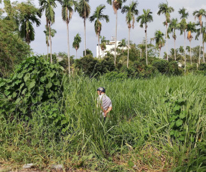 Phát hiện thi thể người đàn ông đang phân hủy trong bãi cỏ ở Sài Gòn