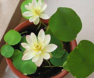 Mùa này trồng ngay sen Nhật mini, có cả 'hồ sen' trong nhà thì còn gì bằng