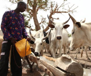 Thảm sát vì tranh chấp đất đai ở Nigeria, 86 người chết