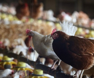 Trung Quốc phát hiện ổ cúm gia cầm H5N1 đầu tiên từ năm 2014