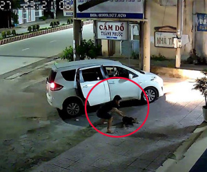 Video: Cẩu tặc đi ôtô, dùng súng điện trộm chó nhanh như chớp