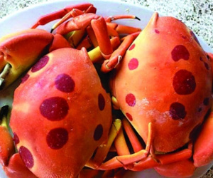 Cua mặt trăng đắt khách ở Sài Gòn