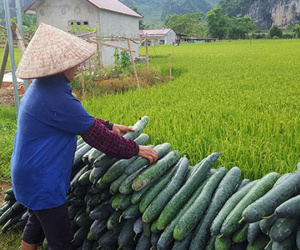 Lạng Sơn: Rơi nước mắt bán 1 tạ bí đao không mua nổi 2kg thịt lợn