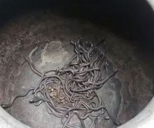 Ổ rắn hổ mang 109 con trốn trong nhà nông dân Ấn Độ