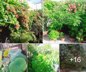 Cô gái khéo khoe vườn cây xanh mướt của bố, nhiều thanh niên xin làm rể
