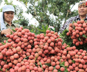 Bắc Giang thu trên 5.700 tỷ đồng vải thiều