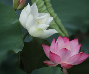Đẹp ngây ngất mùa sen Hà thành