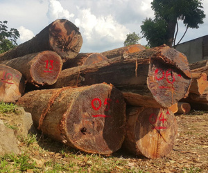 Truy nã hai bị can trong đường dây gỗ lậu của Phượng 'râu'