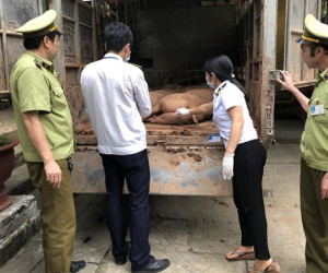 Đáng sợ: Thịt lợn Trung Quốc ồ ạt tuồn về Việt Nam