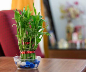 Trồng cây trúc phú quý để lọc sạch không khí, mang tài lộc vào đầy nhà