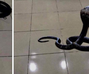 Rắn hổ mang bất ngờ xuất hiện giữa nhà giám đốc Bệnh viện Thể thao
