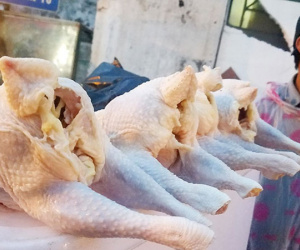 'Gà mái đẻ' 40-50.000đ/kg ở vỉa hè là gà thường dùng cho chó, mèo...