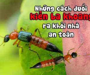 Những cách đuổi kiến ba khoang ra khỏi nhà an toàn mà không cần phun thuốc