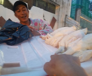 ‘Giải mã’ gà không đầu siêu rẻ tại Việt Nam