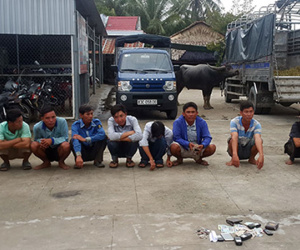 Hàng chục nông dân miền Tây mang trâu đi đấu ăn tiền