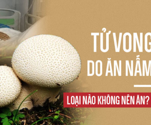 3 mẹ con nguy kịch, tử vong do ăn nấm: Cảnh báo những loại nấm có độc tuyệt đối không ăn