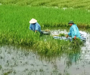 Bão số 3: Thanh Hóa chạy cắt lúa non, Hải Phòng điều xe thiết giáp