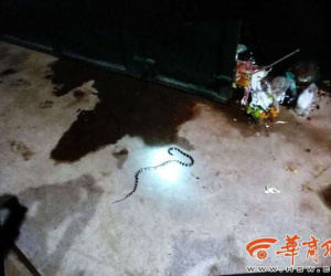 Đặt mua online rắn cực độc về làm thú cưng, cô gái trẻ bị cắn và rơi vào trạng thái chết não vĩnh viễn