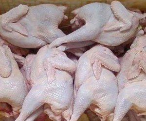 Gà Tàu đầu trọc, gà dai Hàn Quốc: Hàng thải về Việt Nam thành đặc sản
