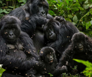 Mập mờ vụ Congo bán thú quý hiếm cho Trung Quốc