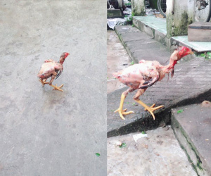 Nàng dâu 'đánh vật' làm thịt gà, lông thì sạch nhưng vẫn chạy quanh sân khiến chị em sửng sốt