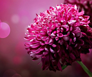 Thứ Sáu của bạn (20/7): Cự Giải hãy dĩ hòa vi quý