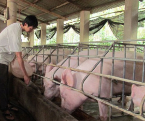 Việt Nam chiếm vị trí hàng đầu thế giới một cách không thể ngờ