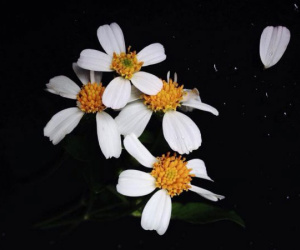 Đằng sau bức ảnh hoa xuyến chi nghìn like khiến dân 'sống ảo' nể phục