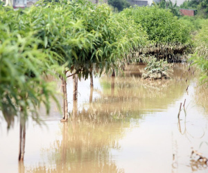 Hà Nội: Nước sông Hồng dâng cao, nông dân trồng đào lo ngay ngáy vì hàng nghìn gốc đào bị ngập úng