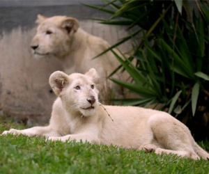 Sư tử đột biến lông trắng ở sở thú Peru
