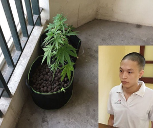 Thuê chung cư giá 7 triệu đồng để trồng cần sa