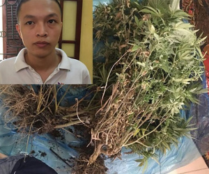 Tinh vi thủ đoạn trồng cần sa trong căn hộ chung cư thuê giữa Hà Nội