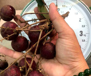 Loại quả duy nhất của Việt Nam khiến Thái Lan lùng mua từng cây