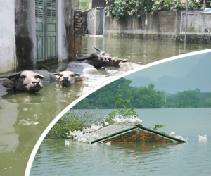 Những ngày lênh đênh ở Chương Mỹ: Trâu bò lặn ngụp, vịt trèo lên những mái nhà khi nước dâng đến tận nóc