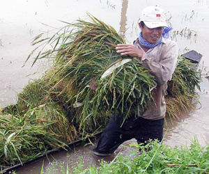 Nước từ Lào tràn về, dân miền Tây không kịp trở tay