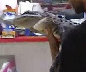 Thản nhiên cắp nách cá sấu vào siêu thị mua bia