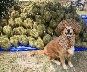 Chú chó nhỏ đội mũ chống nắng, hớn hở ngồi bán sầu riêng khiến dân mạng thích thú