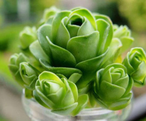 Đẹp độc đáo sen đá hoa hồng xanh - 'thú chơi' mới của người Việt