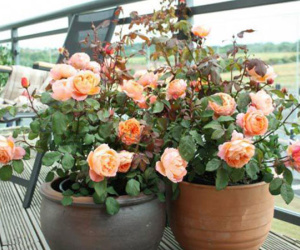 Mách cách trồng hoa hồng bằng cành nhanh, gọn mà cây vẫn khỏe, nở hoa to