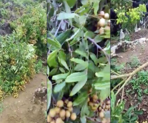 Sơn La: Người dân bức xúc vì kẻ xấu chặt hàng loạt gốc nhãn đang chuẩn bị thu hoạch