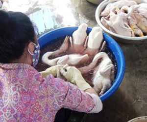 Giết mổ tẩy trắng, nhổ lông vịt bằng nhựa thông và hàn the