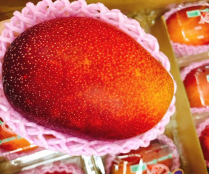 'Trứng mặt trời' đỏ rực, mua 2 quả biếu sếp hết nhẵn tháng lương