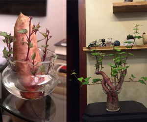 Đam mê bonsai nhưng kinh tế eo hẹp, cô nàng trồng củ khoai lang và đem lại kết quả bất ngờ
