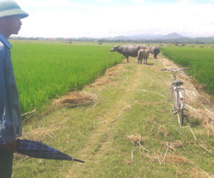 Nhiều khoản phí 'lạ' ở Quảng Bình: Trâu, bò, vịt, máy cày,…ra đồng phải đóng phí