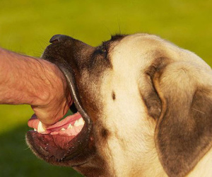 Vài năm sau khi bị chó cắn cũng có thể phát dại