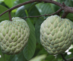 Giống na cho quả khổng lồ ở Lạng Sơn
