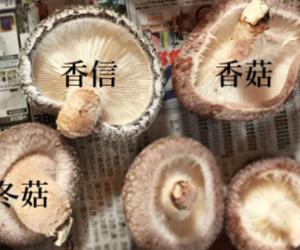 Nấm hương Nhật giá gấp 20 lần đổ về Việt Nam
