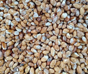 Lâm Đồng thông tin chính thức về 'cơn sốt' hạt sầu riêng