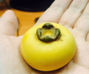 Loại quả cô tiên cổ tích bỗng xuất hiện sang chảnh trong các gia đình Hà thành